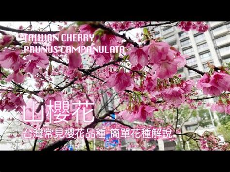 櫻花樹 風水|【櫻花盆栽風水】得櫻者必成贏家 